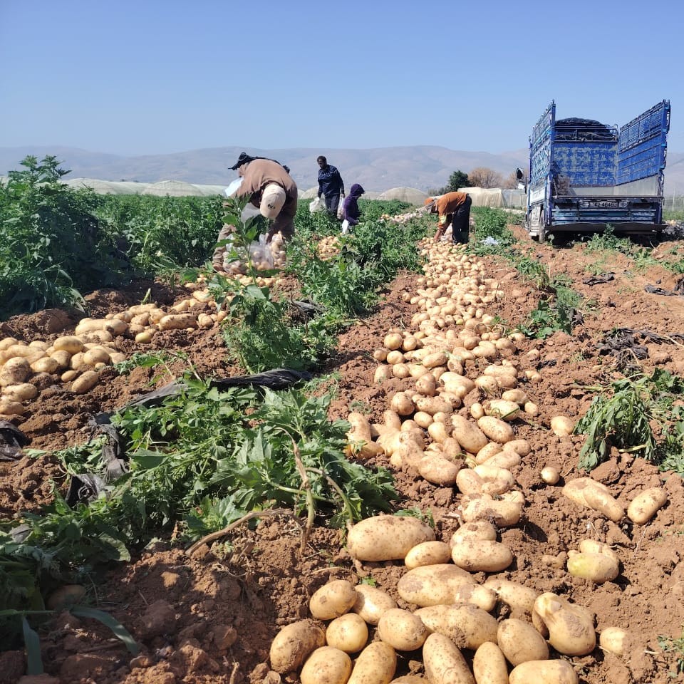 UJ Farm Jordan Valley natural produce
